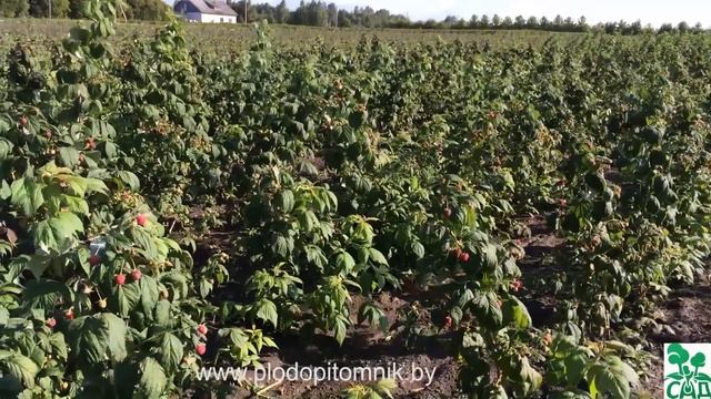 Малина ремонтантная сорт Полка (Polka) смотреть онлайн