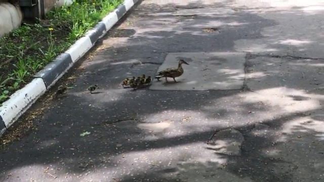 Утка с утятами пришла в полицию на севере Москвы смотреть онлайн
