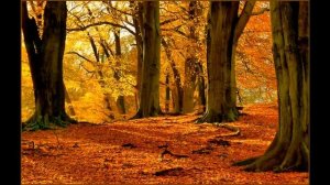 Осень, осень листья пожелтели