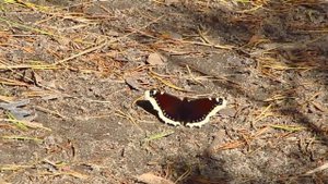 Красивая бабочка