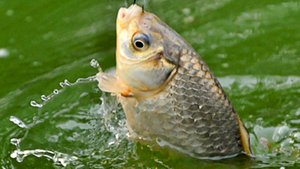 Простейшая насадка из муки. От этой насадки рыба сходит с ума