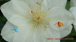 Клематис крупноцветковый Дженси Крим (clematis) ? обзор: как сажать, саженцы клематиса Дженси Крим