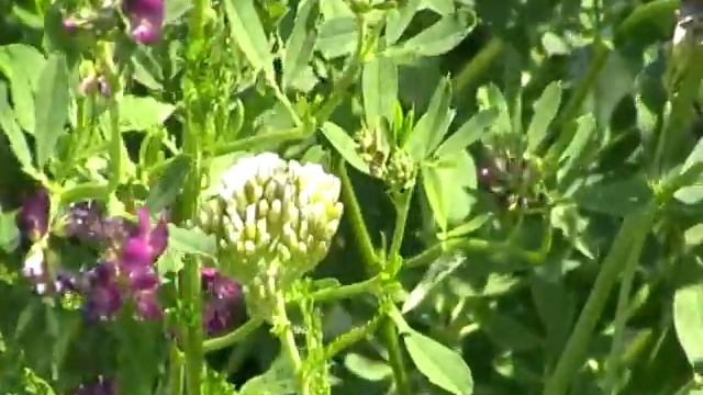 Achillea Тысячелистник смотреть онлайн