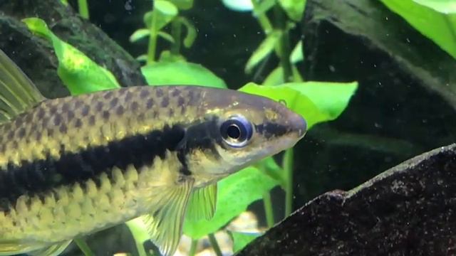 Мои скалярии смотреть онлайн