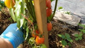 Томат Райские свечи 13.08.22