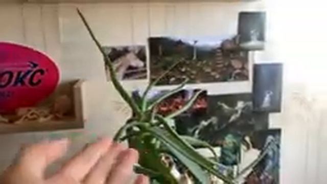 крашусь в пастельно розовый | мне сложно учится? | сборы в киев смотреть онлайн