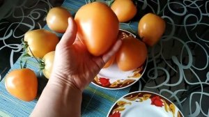 9 августа 2019г. томат СЕРДЦЕ ЛЮБЫ дегустация