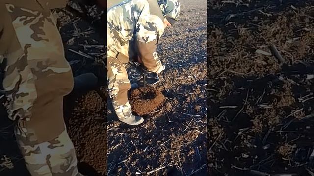 Замер глубины залегания влаги 23.03.22 смотреть онлайн