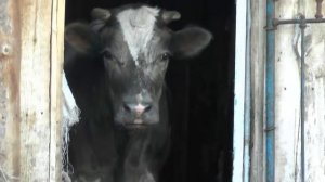 Коровы (видео для детей)