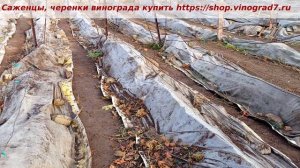 13 ноября продолжаем укрывать  виноград в питомнике. Укрывочные материалы- баннеры, дорнит. Пузенко