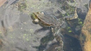Кто сказал КВА? Лягушка квакает, Frog croaks