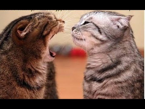 Позитивные коты в самом соку: смех и радость от А до Я