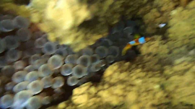 анемон с амфиприонами смотреть онлайн