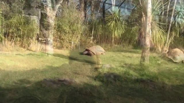 Melbourne Zoo in Australia смотреть онлайн