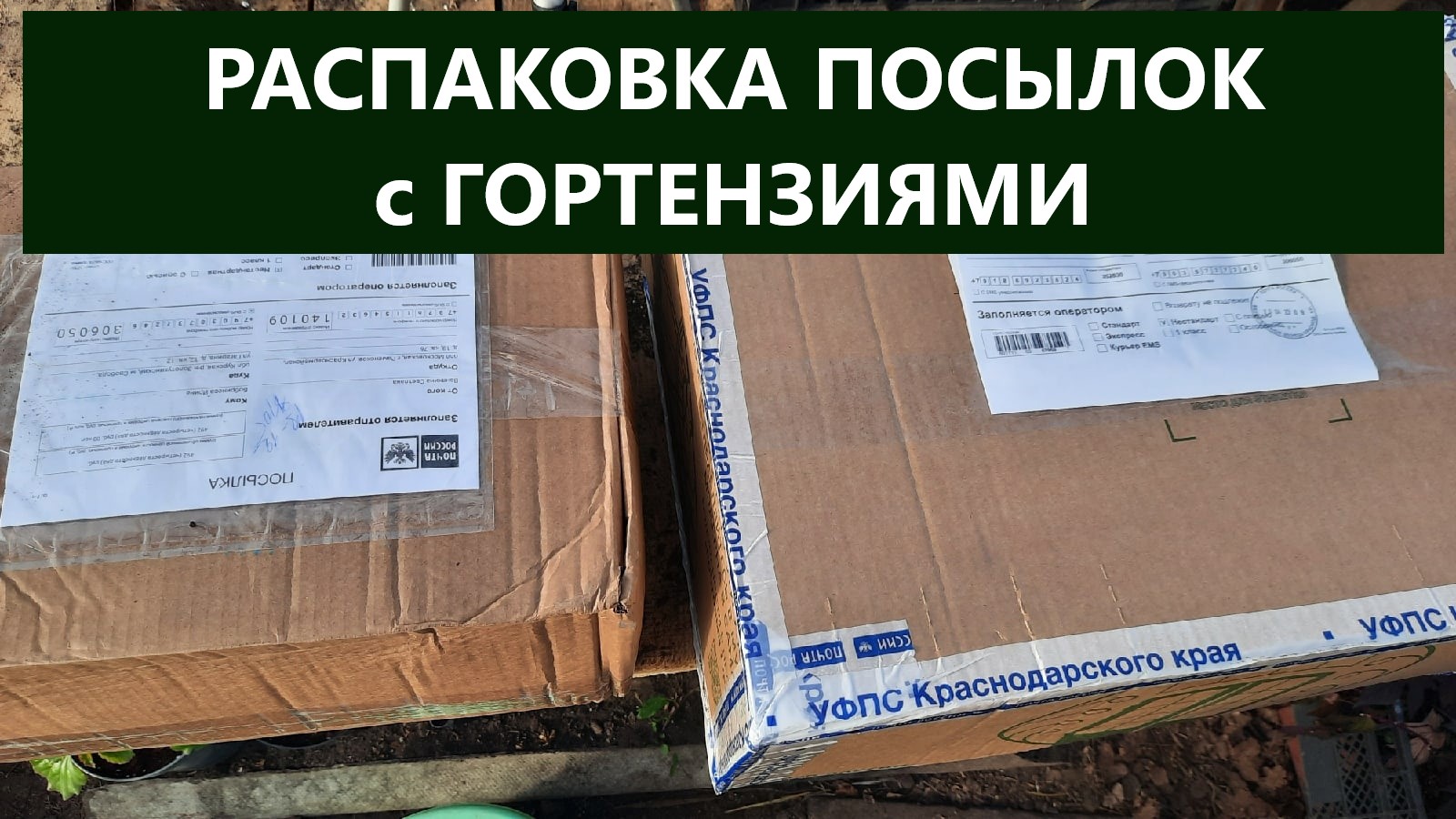 Распаковка посылок с гортензиями. Обзор саженцев крупнолистных и метельчатых гортензий.