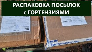 Распаковка посылок с гортензиями. Обзор саженцев крупнолистных и метельчатых гортензий.