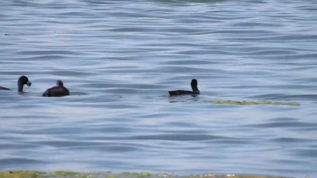 лысуха с птенцами на воде смотреть онлайн