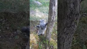 Первые дни кошки в деревне. Мейн кун лезет на дерево