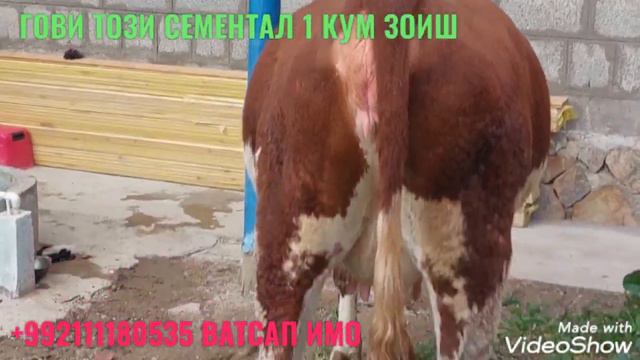 21 12 2022 МОЛБОЗОРИ МАСТЧОХ ГОВИ ТОЗИ СЕМЕНТАЛ 1 КУМ ЗОИШ ХАТМАН ОБУНАШЕД ДУСТОН 1000 Р 161 С смотреть онлайн