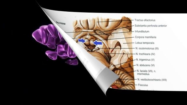 ГИПОТАЛАМУС Hypothalamus смотреть онлайн
