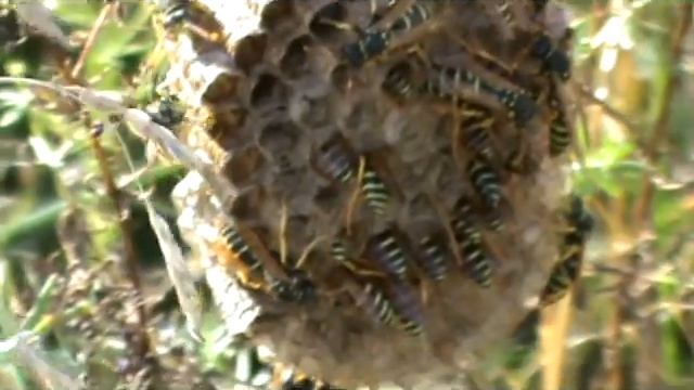 Осторожно! Дикие осы! смотреть онлайн