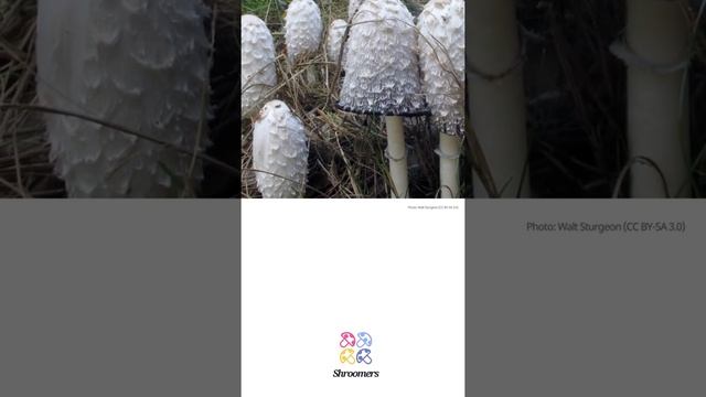 Shaggy ink cap (Coprinus comatus) | Lookalikes | Practical Short Profile | Shroomers