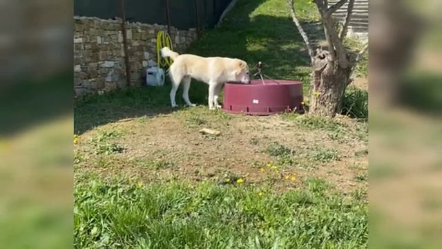 ТИМЕРТАШ питомник представляет выпускница ТИМЕРТАШ ГАЙТАНА (Италия) алабай сао волкодав собака pupp смотреть онлайн