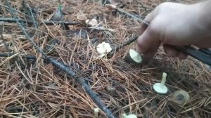 Где в лесу искать грибы гигрофоры и как их есть?