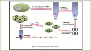 cDNA Library (in Hindi ) | cDNA | GATE BT | Gurmantra