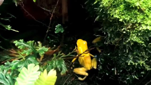 Anastasia in Oceanarium in St. Petersburg Russia/Настя в океанариуме в Питере смотреть онлайн