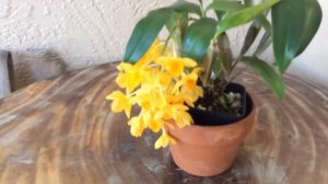 Dendrobium Griffithianum