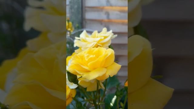 The Beauty Of Arthur Bell Floribunda Rose