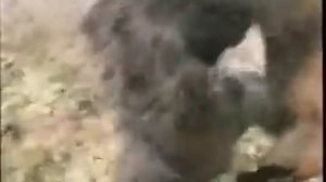 Горилла против Медведя Gorilla vs Bear