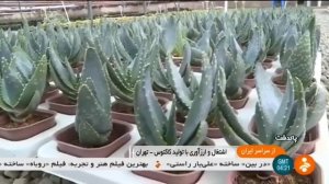 Iran Cactus greenhouse, Pakdasht county گلخانه كاكتوس شهرستان پاكدشت ايران