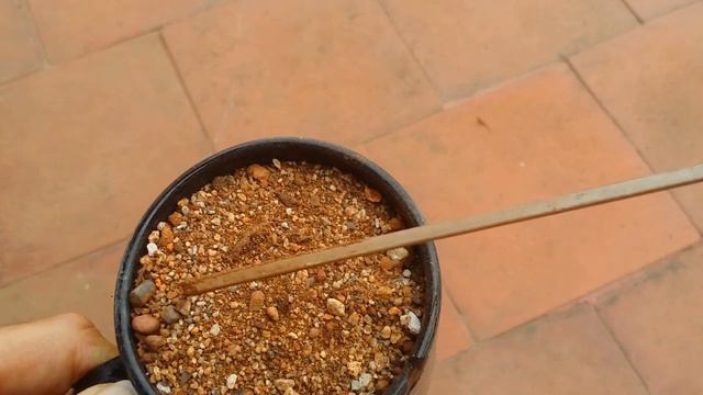 || HOW TO CHECK IF SUCCULENT SOIL MIX IS BONE DRY || SUCCULENT CARE TIPS || смотреть онлайн