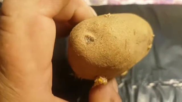 Семенная картошка Белый лебедь. смотреть онлайн