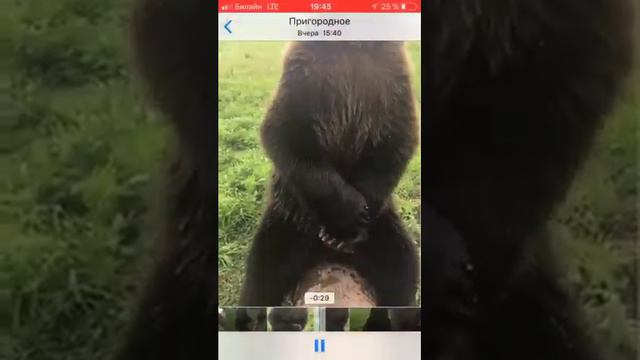 Медвежонок Вася и молоко