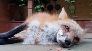 Ли Сяо / Alice the Fox Лиса Алиса (Лиса контролирует вход в дом)