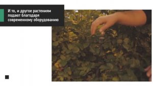 Выращивание роз в теплице