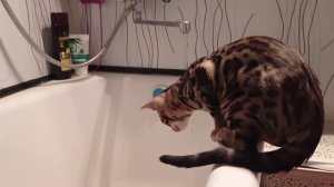Бенгальский кот #Симбакот