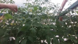 Гидропонная система NFT.Опыление помидор в гидропонной теплице Minona.