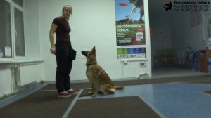 Гусева Виталия и метис Дакота. Занятие по трюковой дрессировке. Тольятти, 20 декабря 2021.