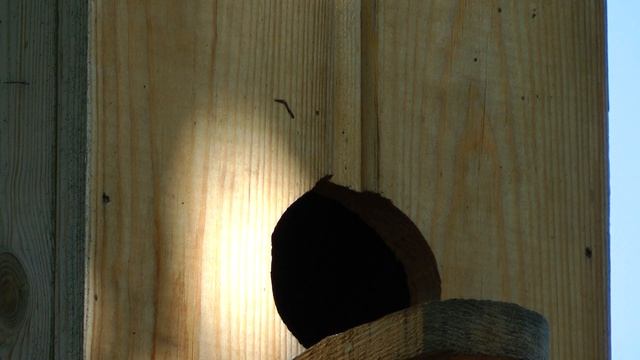 Горихвостка поселилась в скворечнике, Redstart settled in a birdhouse смотреть онлайн