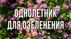 Флокс друммонда однолетний. Цветник без забот.