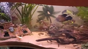 Астронотус (Astronotus), виды, уход, содержание, размножение, совместимость, кормление. Цихлиды.