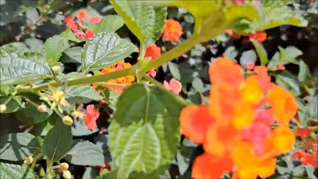 #Лантана красная.#Ашдод.#Израиль. смотреть онлайн