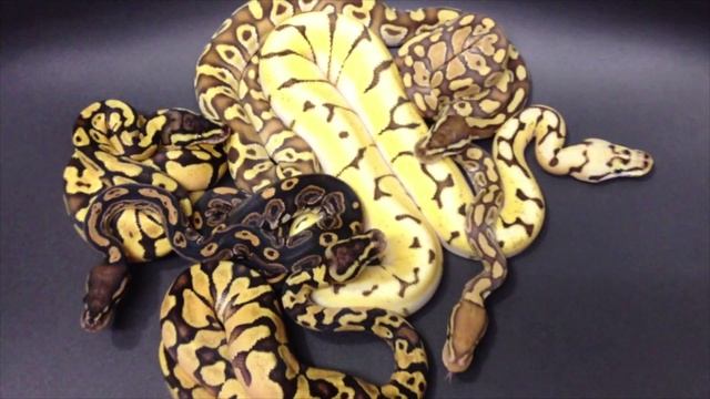 Royal Ball Python Morph Maker