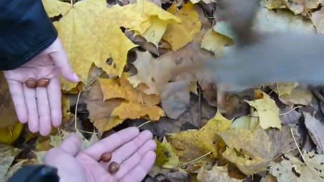 Кормление белок в парке смотреть онлайн