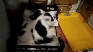 КОТИКИ