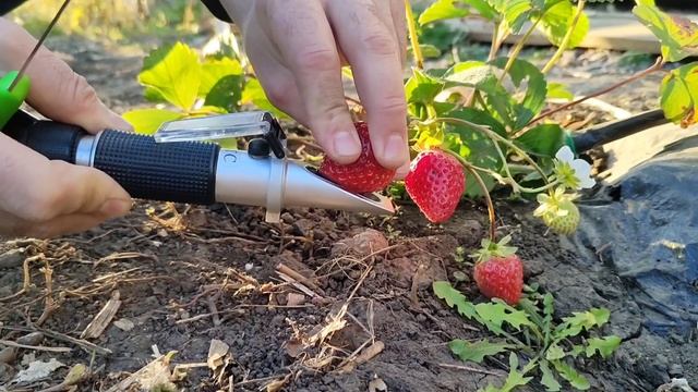 Measuring Brix for Strawberries Soraya F1 16 October смотреть онлайн
